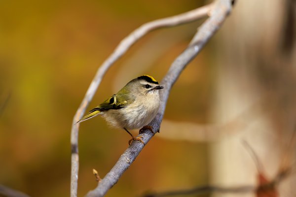Golden-crowned Kinglet