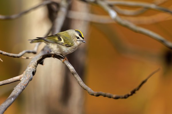 Golden-crowned Kinglet