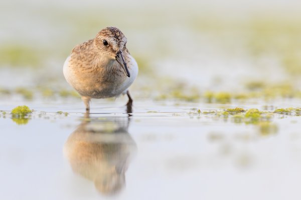 Semipalmated Sandpiper
