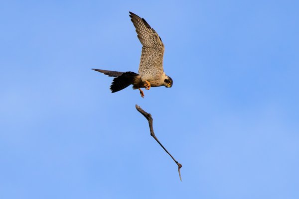 Peregrine Falcon