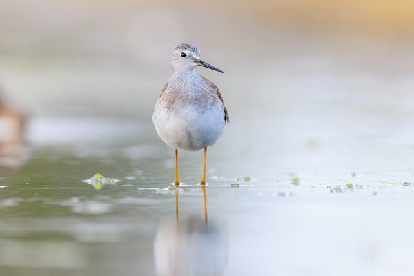 Lesser Yellowlegs