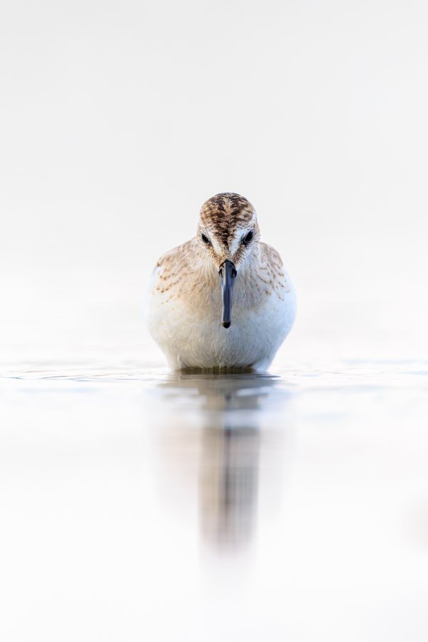 Semipalmated Sandpiper