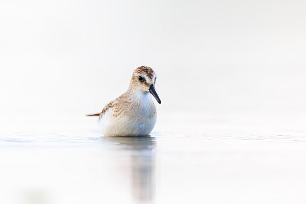 Semipalmated Sandpiper