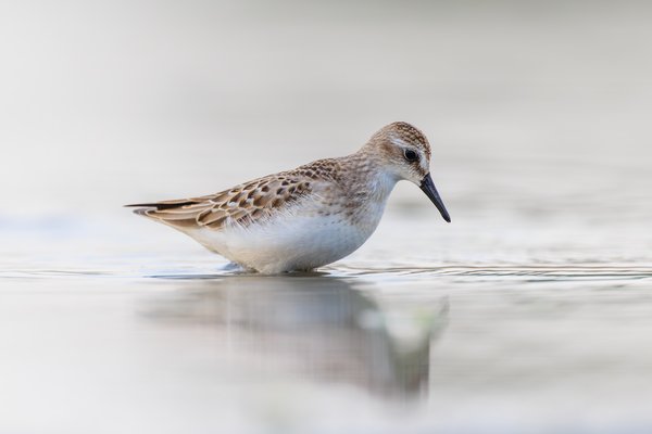 Semipalmated Sandpiper