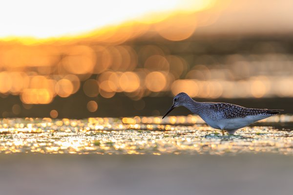 Lesser Yellowlegs