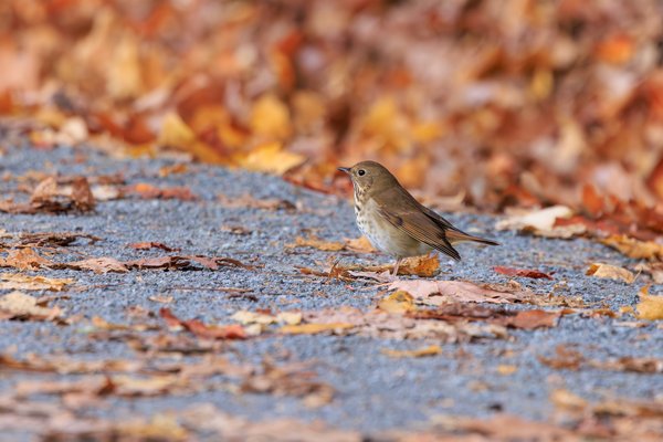 Hermit Thrush