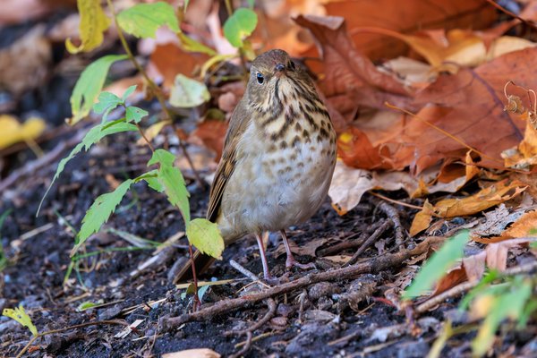 Hermit Thrush