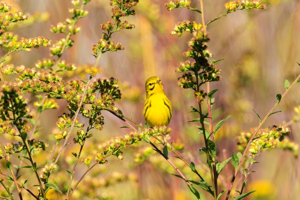 Prairie Warbler