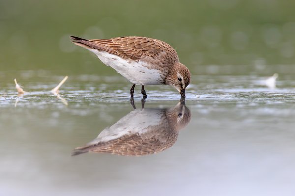 Dunlin