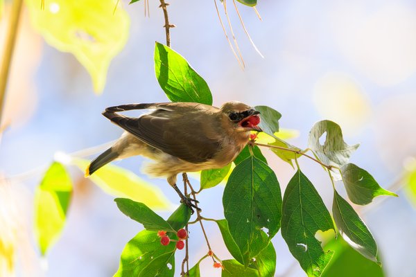 Cedar Waxwing