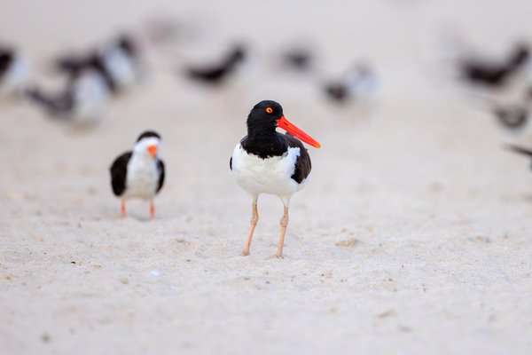 American Oystercatcher