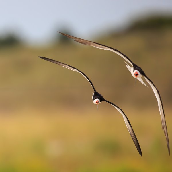 Black Skimmer