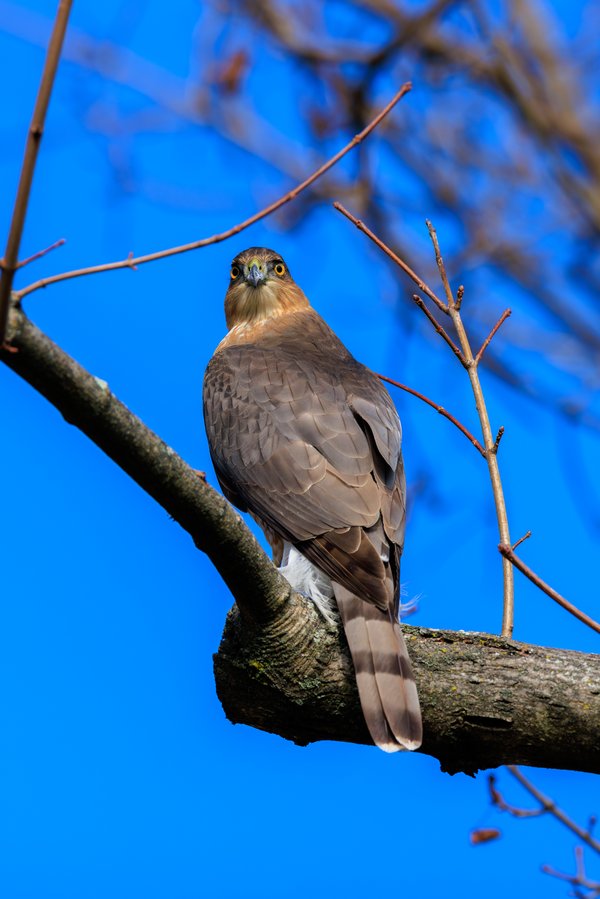Cooper's Hawk