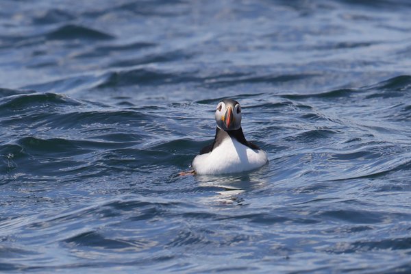 Seabirds