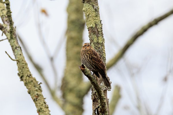 Red-winged Blackbird