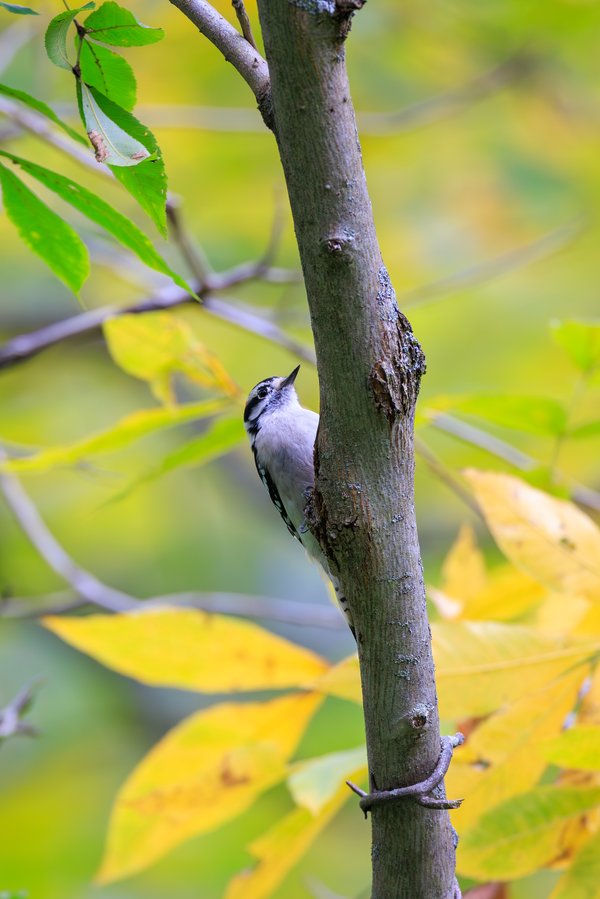Downy Woodpecker