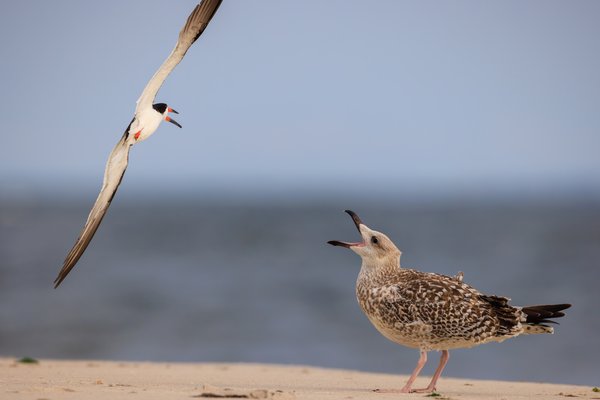 Black Skimmer