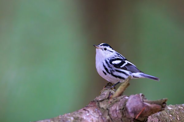 Black-and-white Warbler