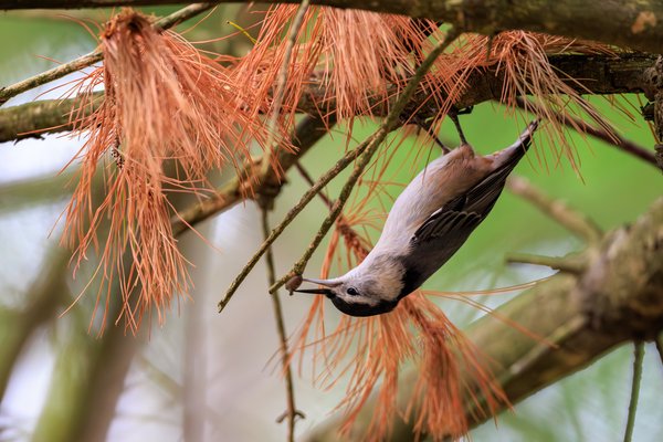 White-breasted Nuthatch