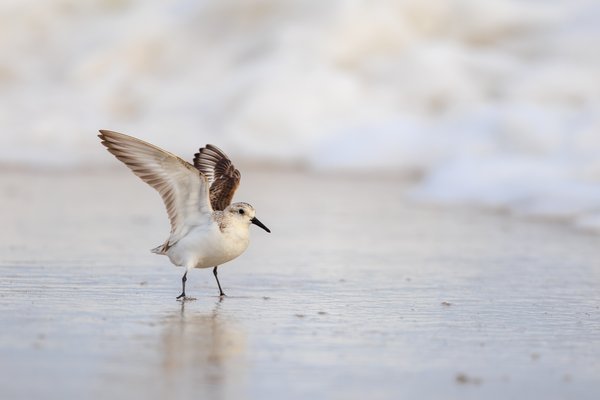 Sanderling