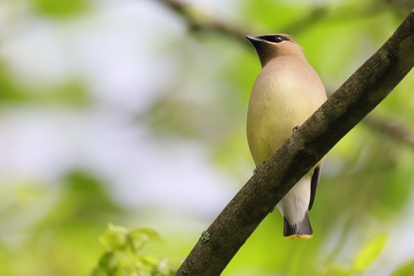 Cedar Waxwing