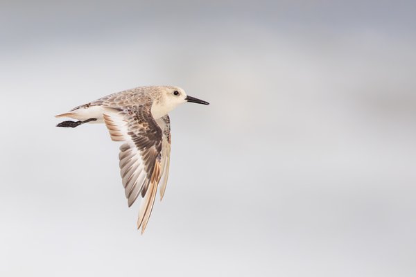 Sanderling