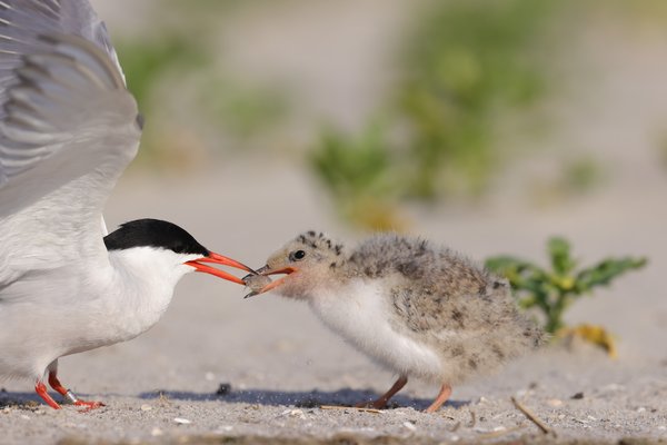 Gulls & Terns