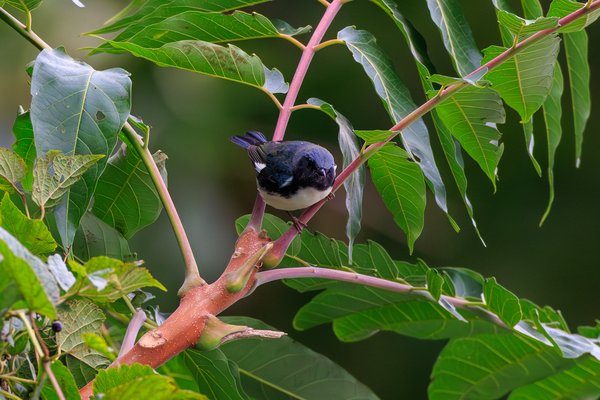 Black-throated Blue Warbler