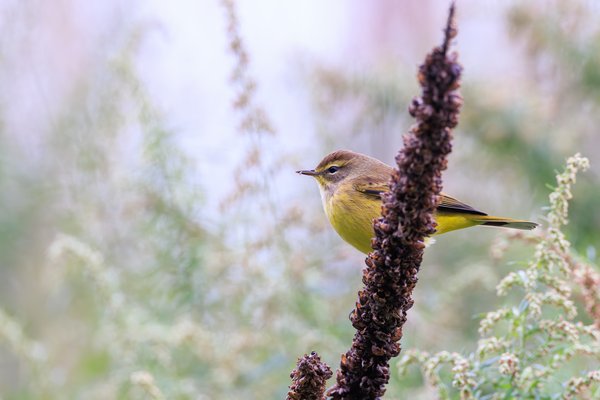 Palm Warbler