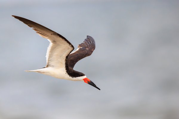 Black Skimmer