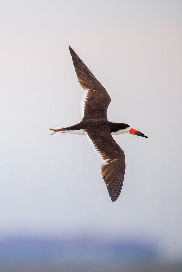 Black Skimmer