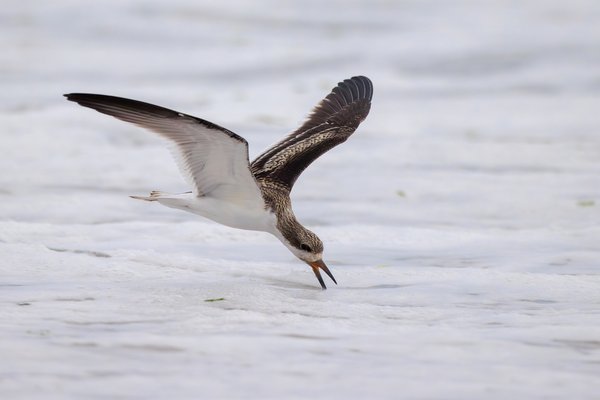 Black Skimmer