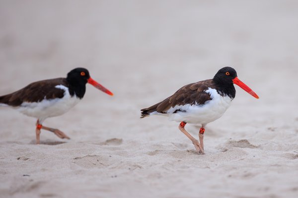 American Oystercatcher