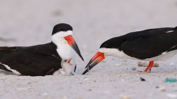Black Skimmer