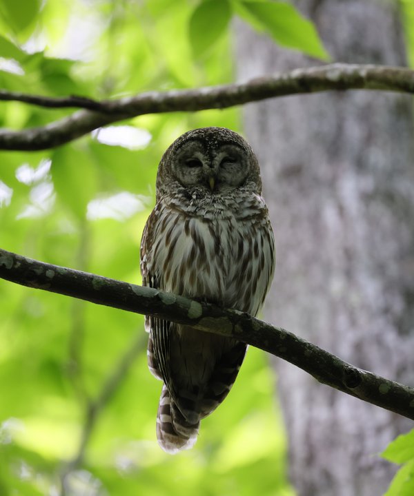 Owls