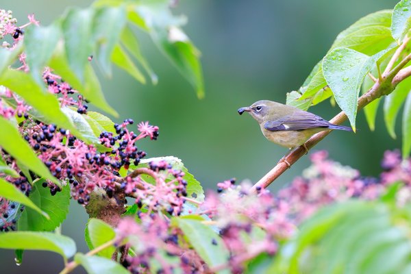 Black-throated Blue Warbler