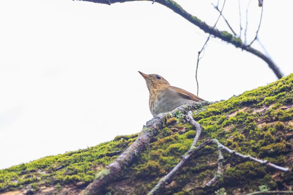 Swainson's Thrush