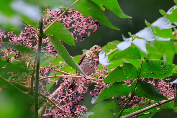 Swainson's Thrush