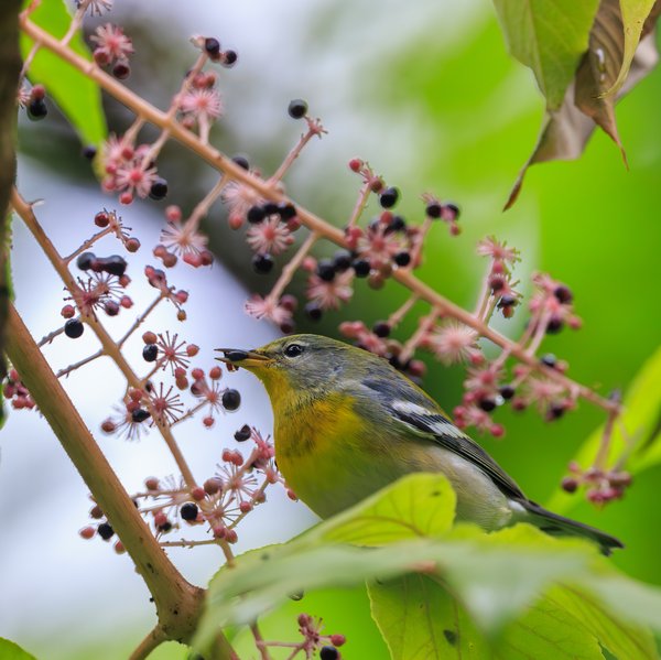 Northern Parula