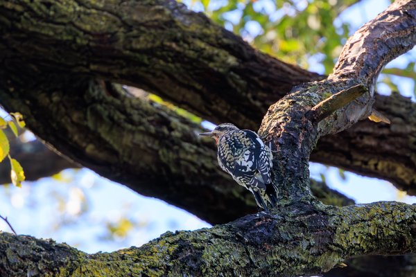 Yellow-bellied Sapsucker