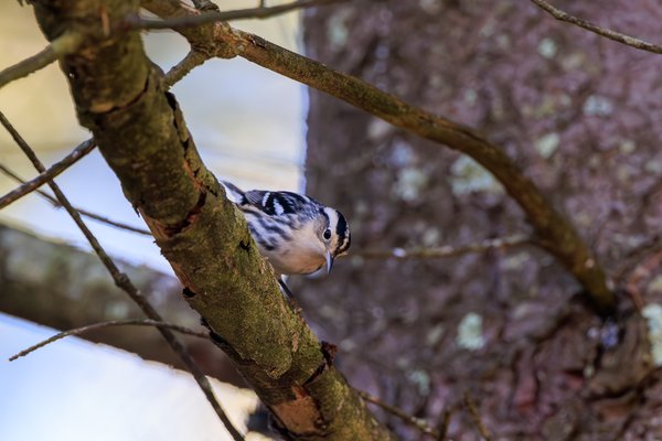 Black-and-white Warbler