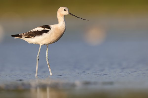 American Avocet