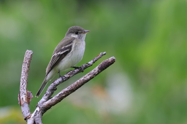 Flycatchers