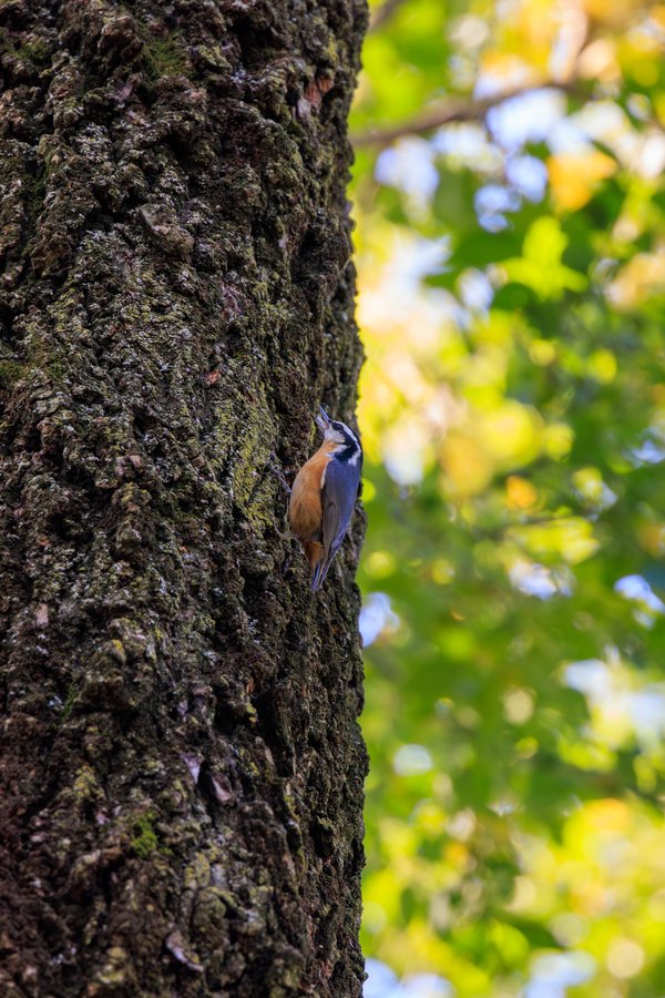Red-breasted Nuthatch