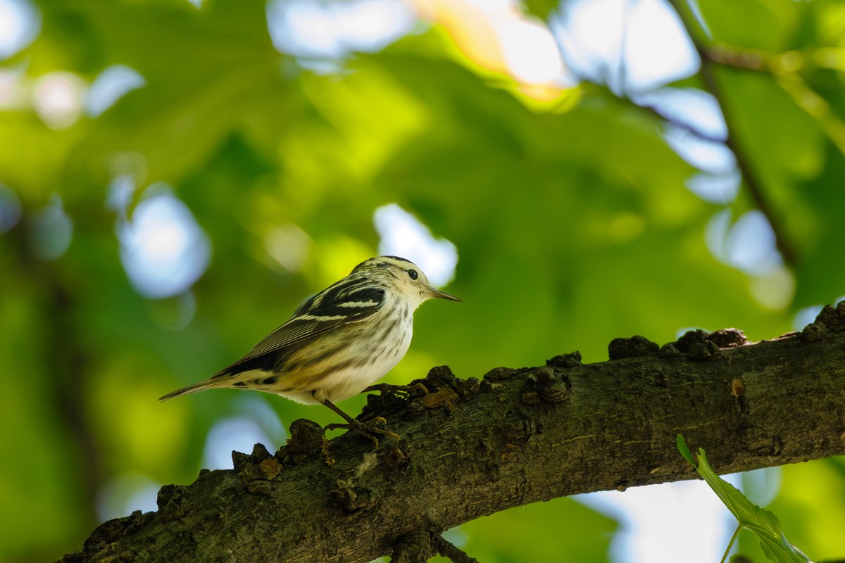 Black-and-white Warbler