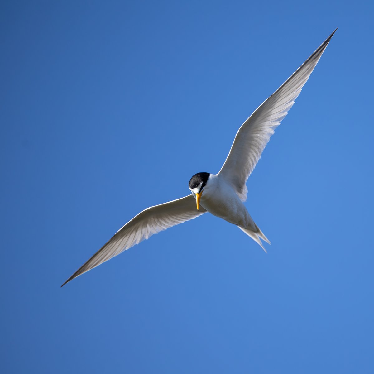 Least Tern