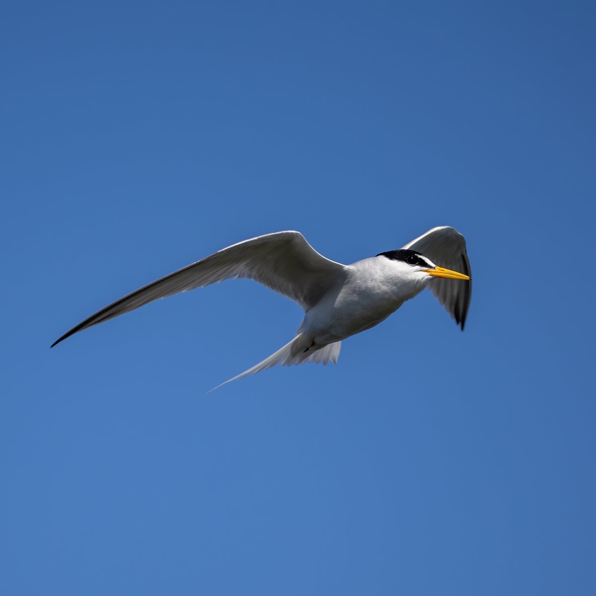 Least Tern