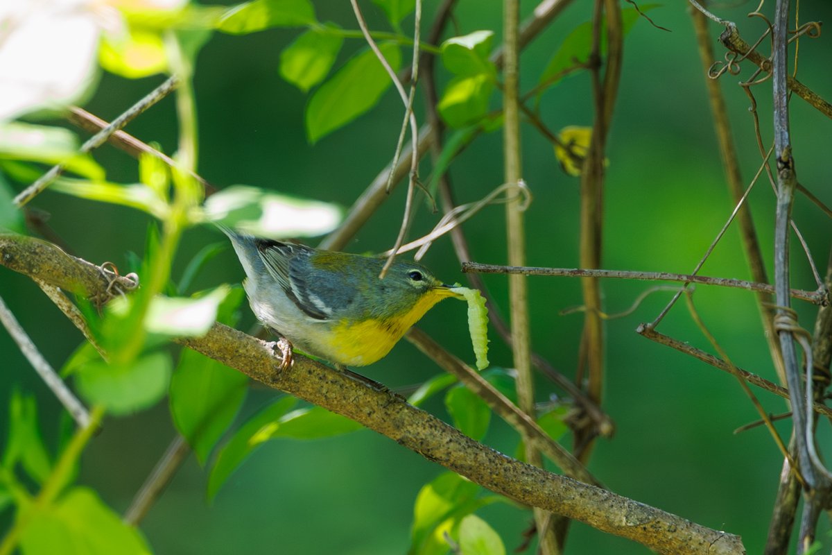 Northern Parula