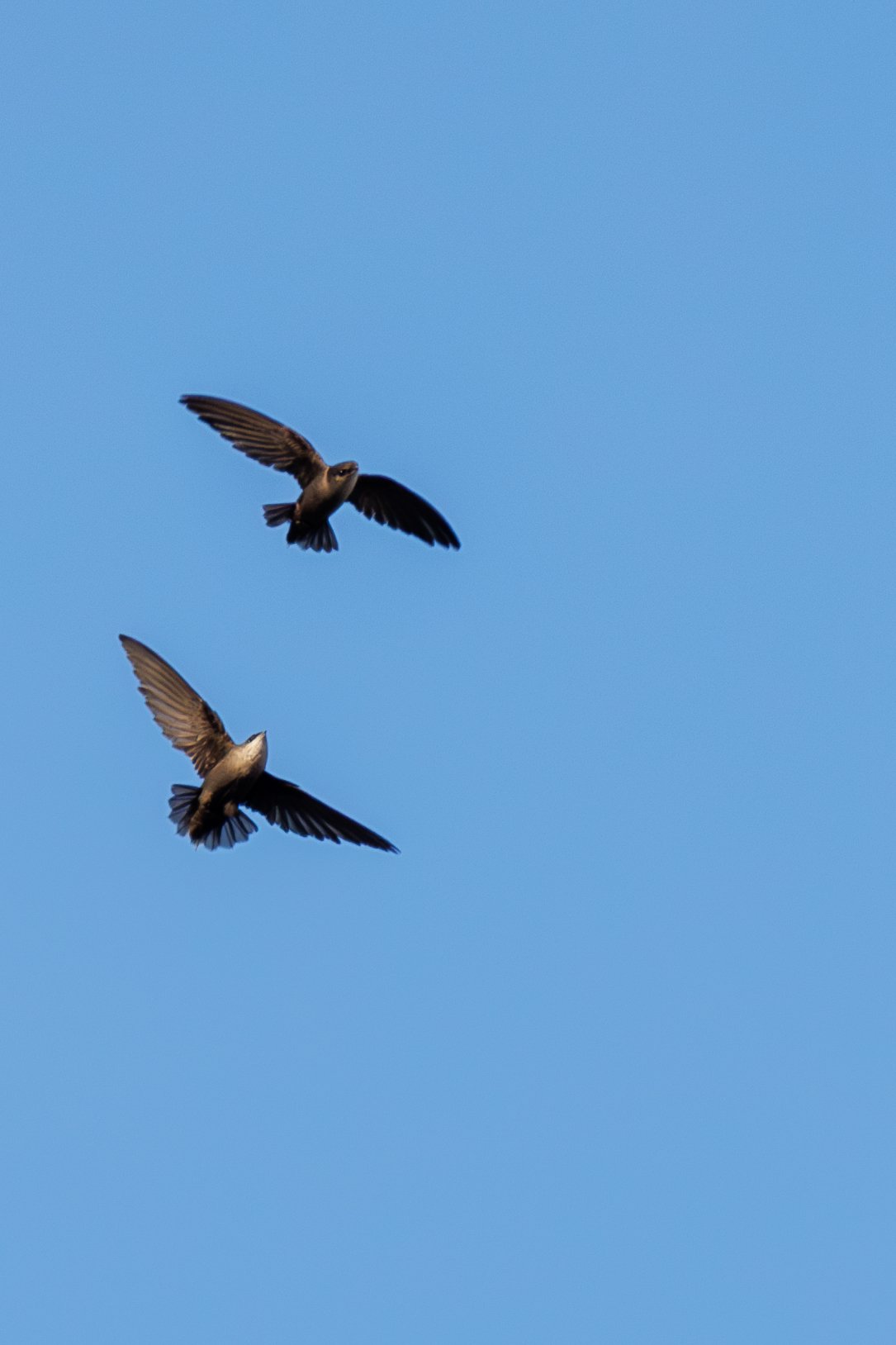 Chimney Swift
