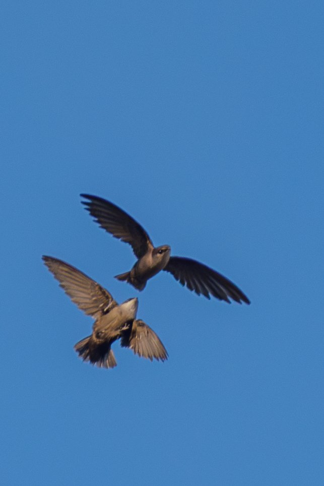 Chimney Swift